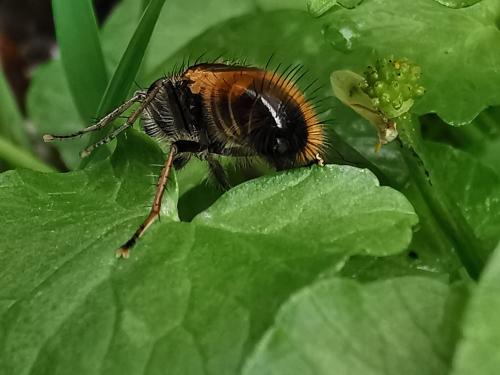 Réf. 320 358 : Tachina lurida